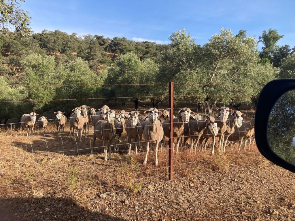 Imagen de WhatsApp 2024-06-26 a las 15.15.24_914d0c97